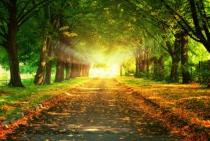 Camina en la luz